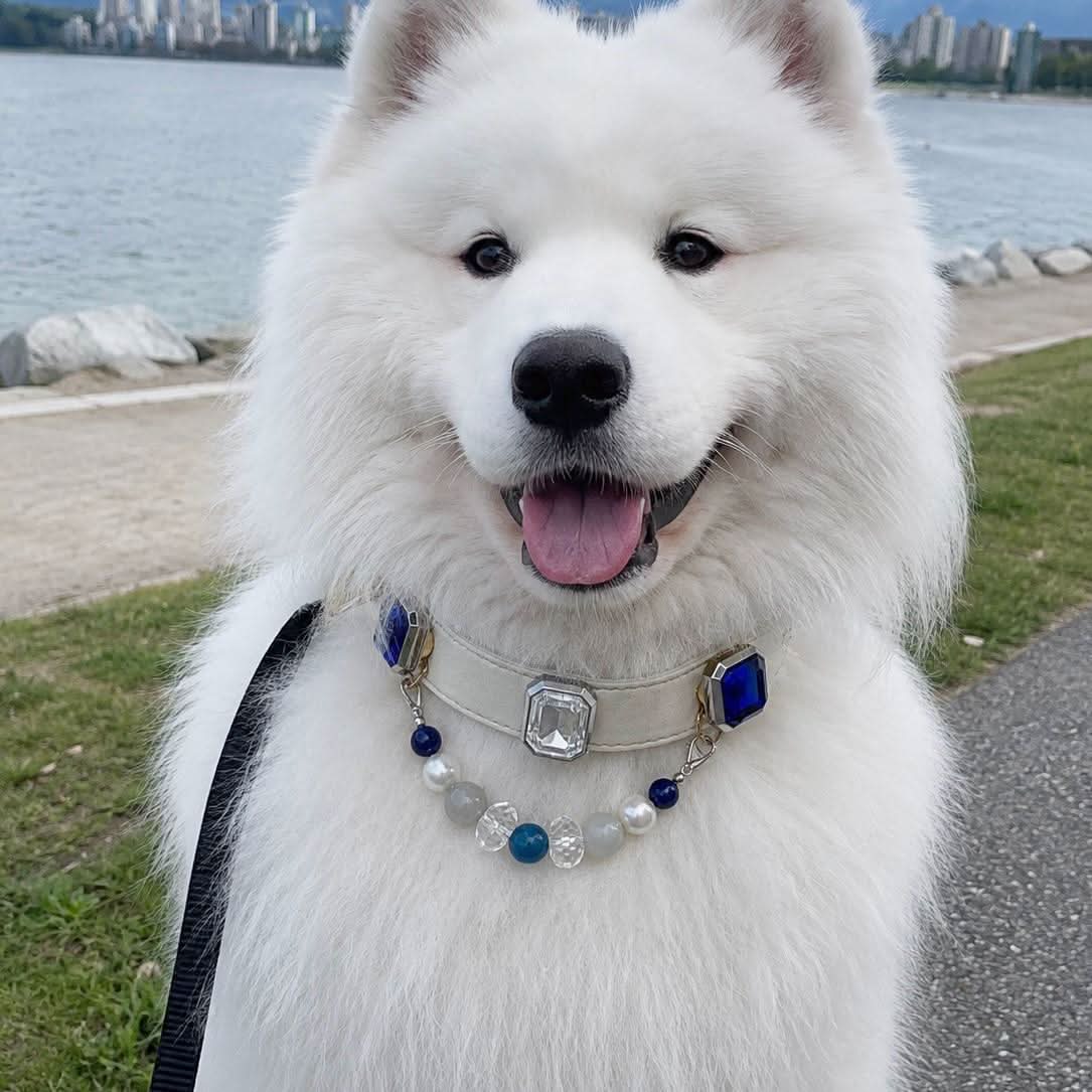 Happy Samoyed dog portrait with cream leather blue jade bead collar | DIY Jade