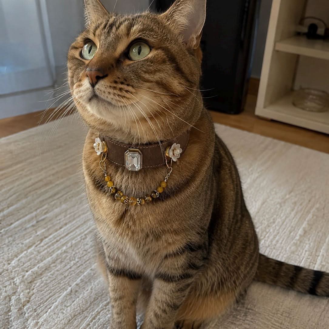 Tabby cat indoor portrait wearing big crystal and yellow jade bead pet collar | DIY Jade