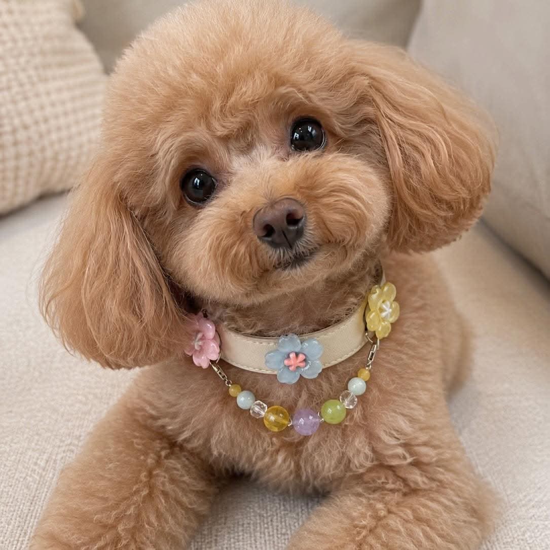 Cute brown toy poodle resting with cherry blossom jade pet collar | DIY Jade