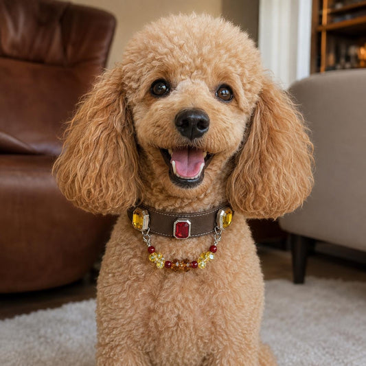 Toy poodle wearing a gemstone pet collar|DIYJade