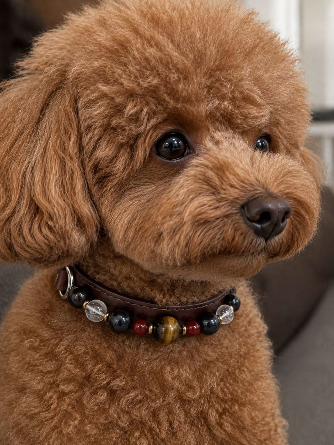 Profile portrait of toy poodle wearing dark multi‑color beaded pet collar | DIY Jade