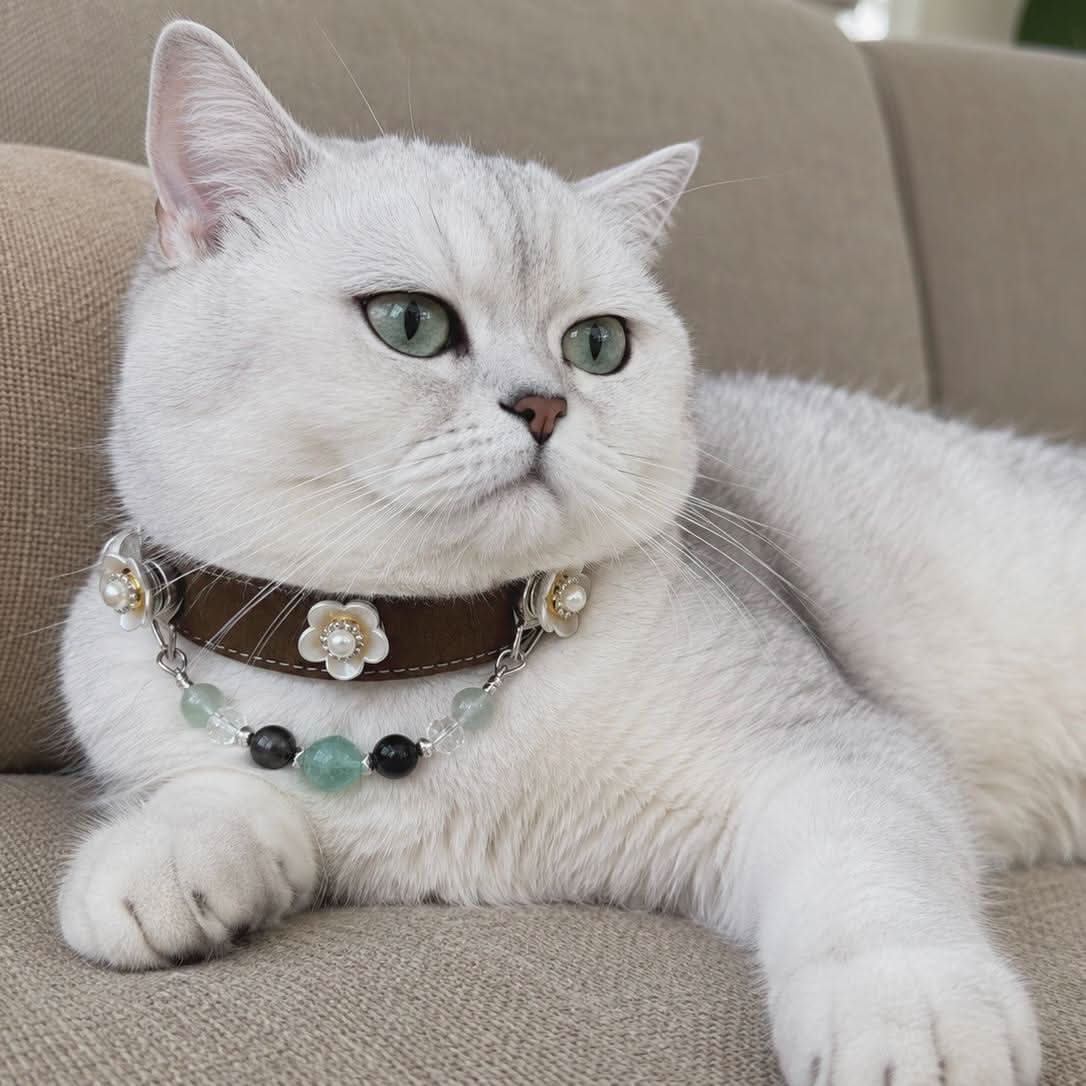 White British Shorthair cat wearing an emerald gemstone brown leather pet collar, lying down | DIYJade