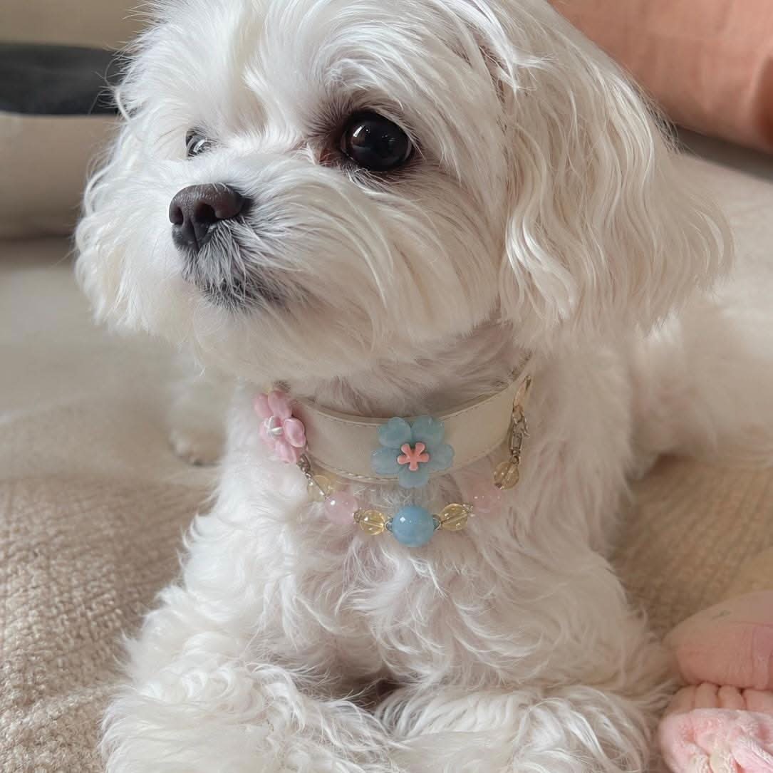 White Maltese dog wearing a blue heart crystal pet collar with magnetic charm and beaded chain | DIYJade