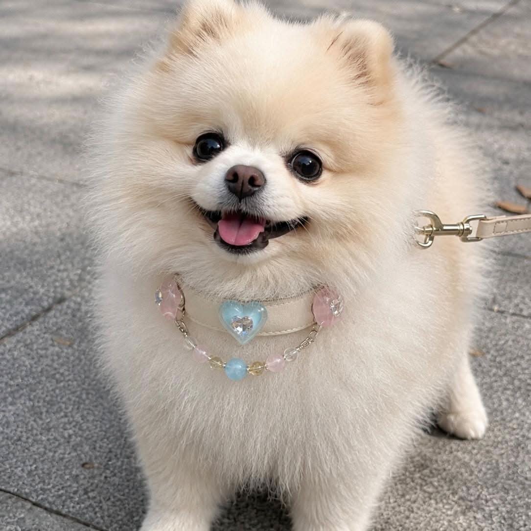 White Pomeranian dog wearing a blue Scottie dog charm crystal pet collar with beaded chain, outdoors | DIYJade