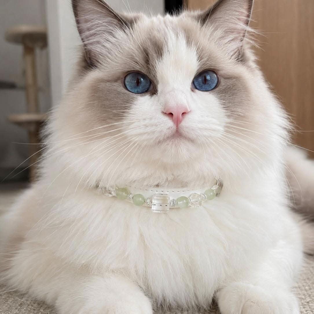 White cat wearing white leather pale green crystal bead collar indoor shot | DIY Jade