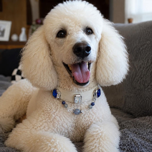 White poodle wearing blue crystal pet collar — mouth open|DIYJade