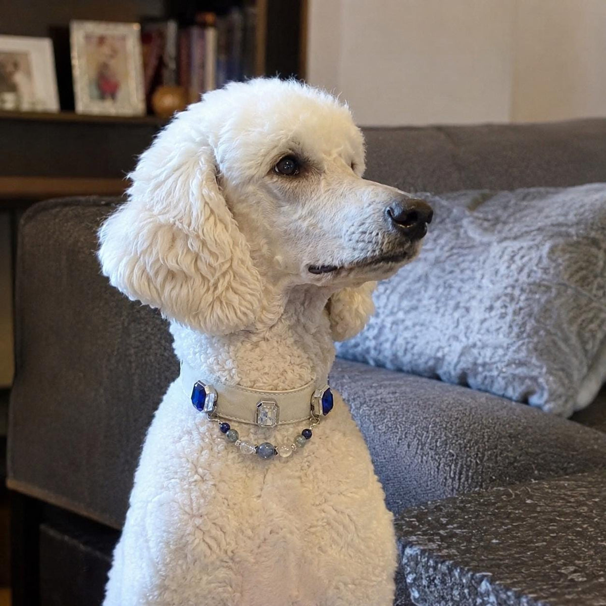 White poodle sitting and wearing blue crystal pet collar|DIYJade