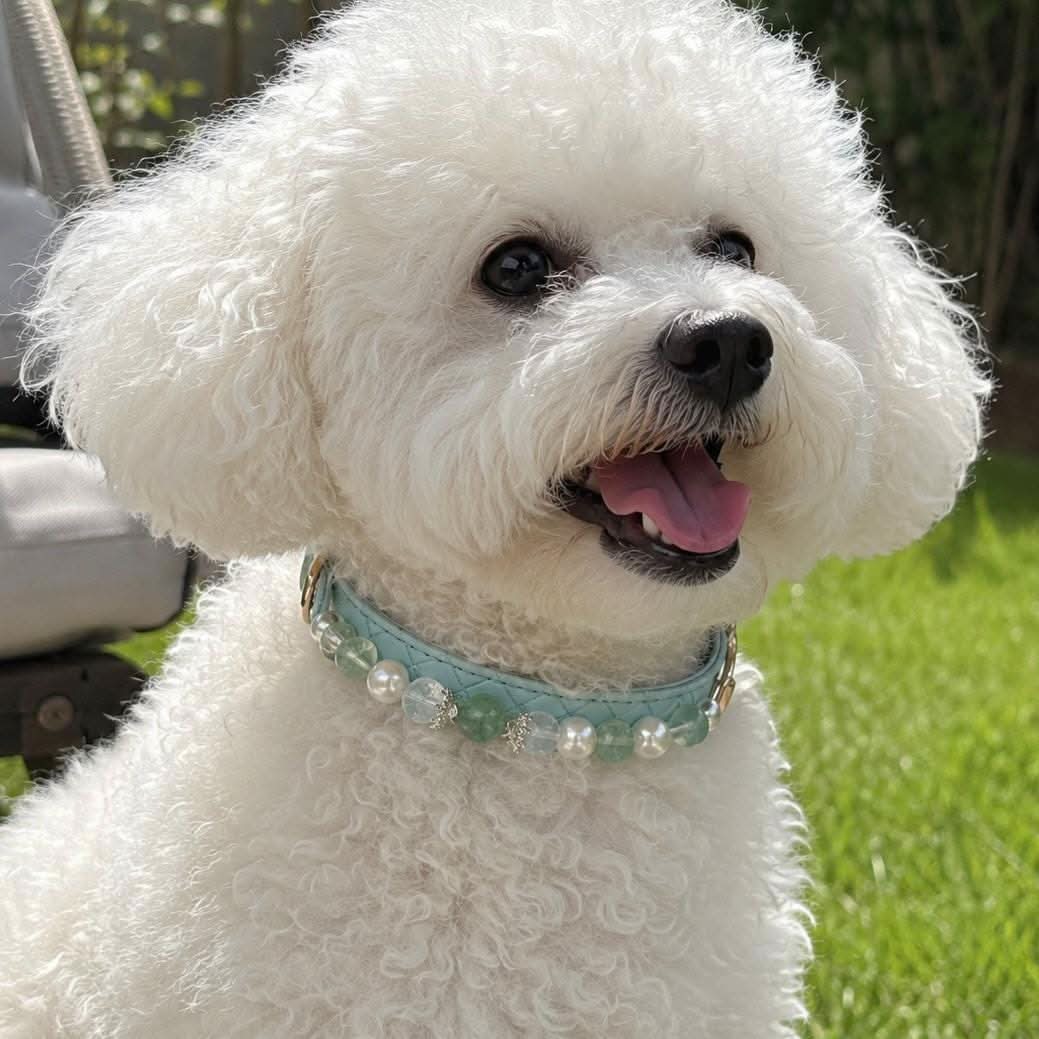 Fluffy white poodle dog wearing mint blue bead pet collar outdoor garden shot | DIY Jade