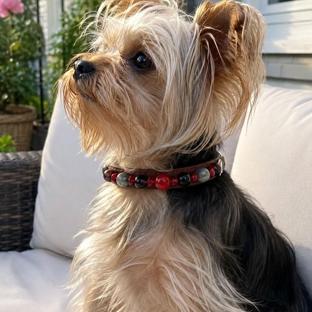 Yorkshire terrier profile shot wearing brown red gemstone bead pet collar | DIY Jade