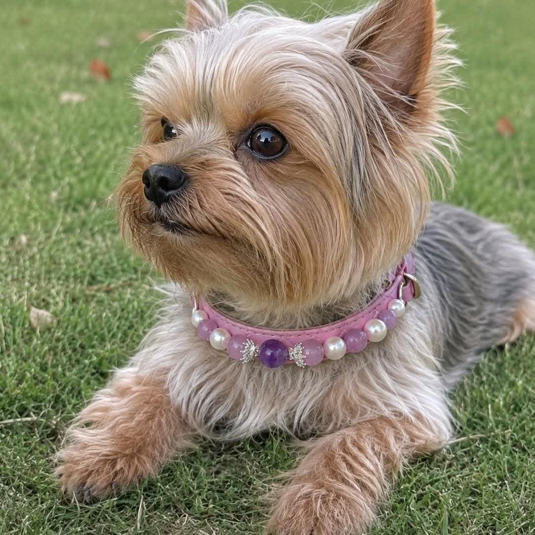 Yorkshire terrier lying on grass wearing pink amethyst pearl pet collar | DIY Jade